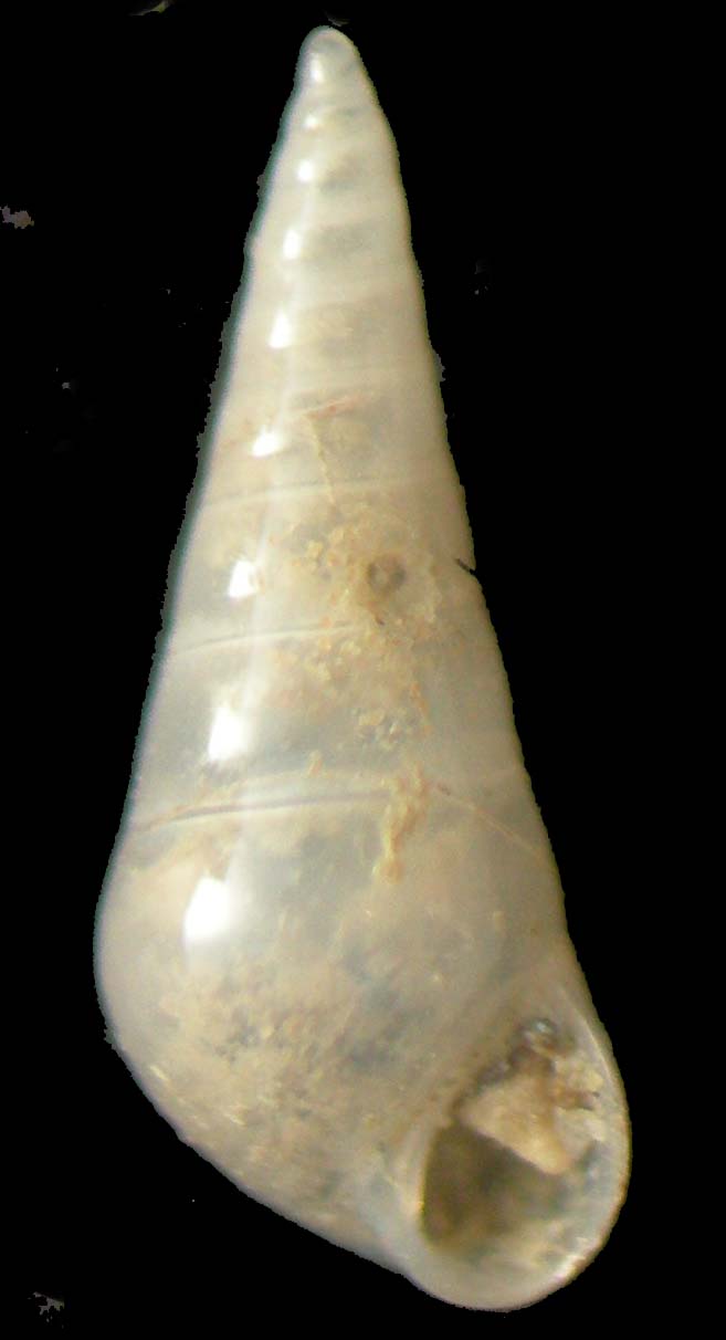 eulimidae